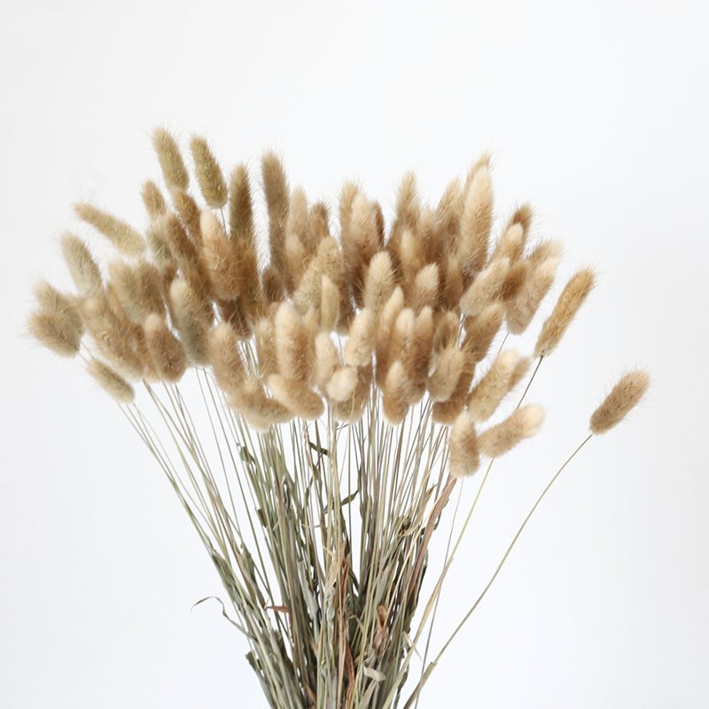 hot selling factory supply rabbit tails natural lagurus ovatus dried flowers bunny tails for home decoration