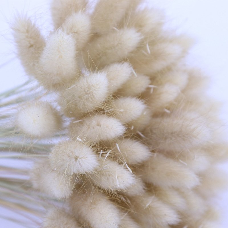 hot selling factory supply rabbit tails natural lagurus ovatus dried flowers bunny tails for home decoration