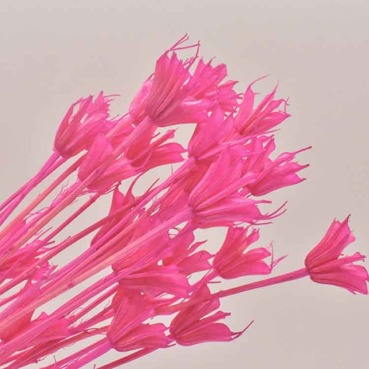 Natural Colorful Dried Star Anise Flowers Florist Everlasting Preserved Flower Arrangement