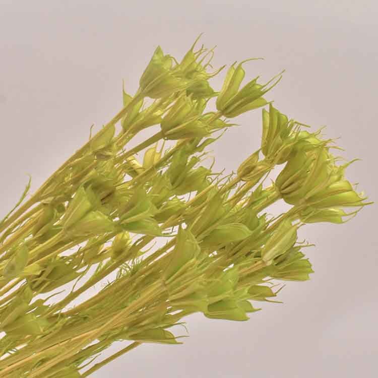Natural Colorful Dried Star Anise Flowers Florist Everlasting Preserved Flower Arrangement