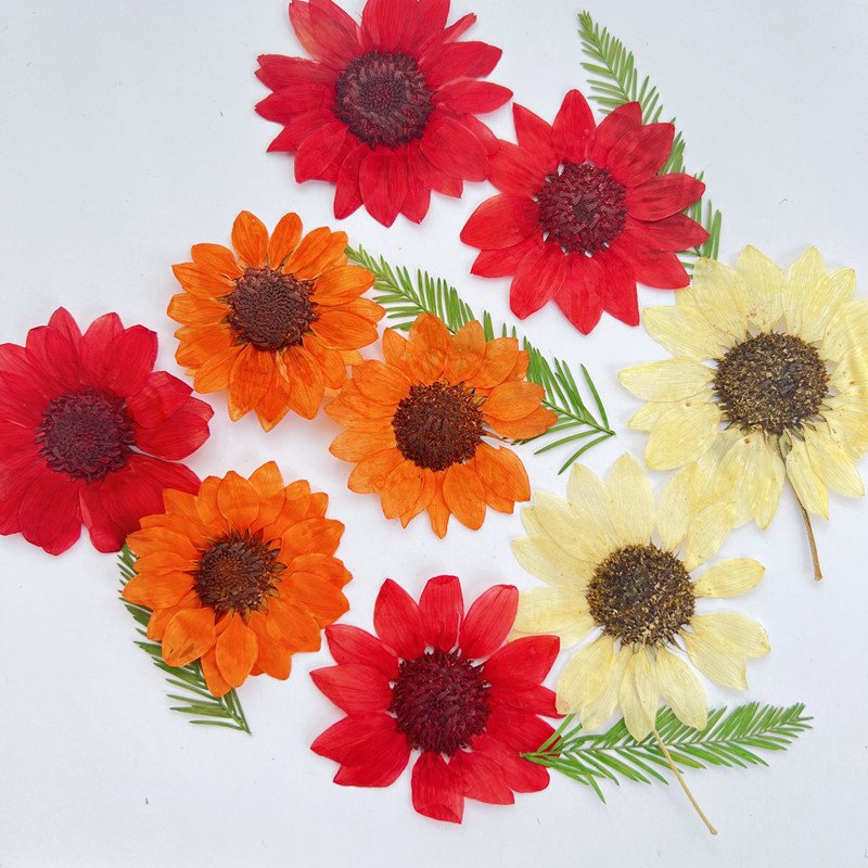 Dried Sunflower Flower Pressing Children Handmade Bookmark Card Photography