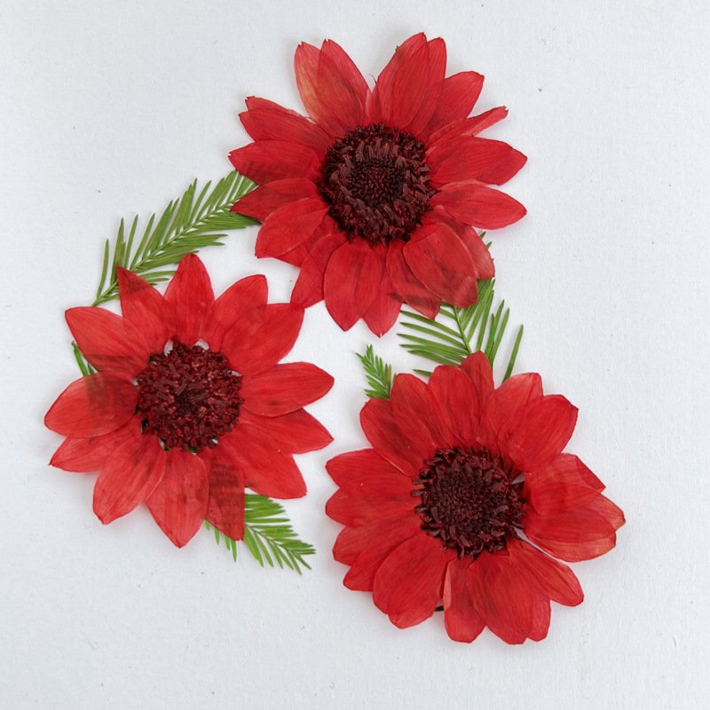 Dried Sunflower Flower Pressing Children Handmade Bookmark Card Photography