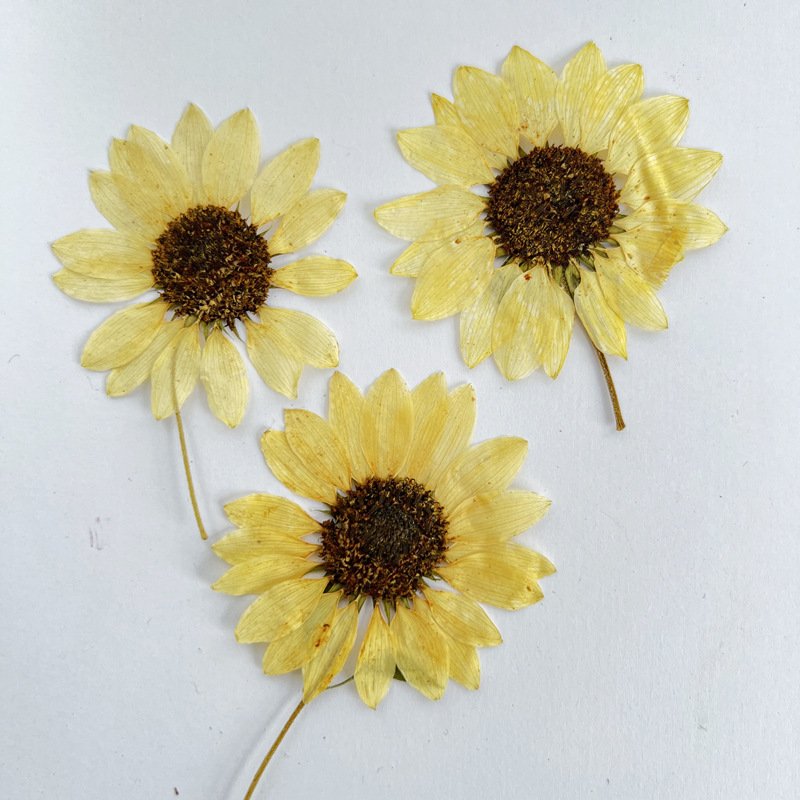 Dried Sunflower Flower Pressing Children Handmade Bookmark Card Photography