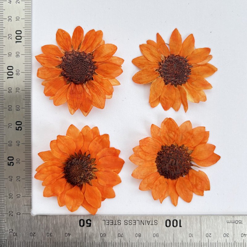 Dried Sunflower Flower Pressing Children Handmade Bookmark Card Photography