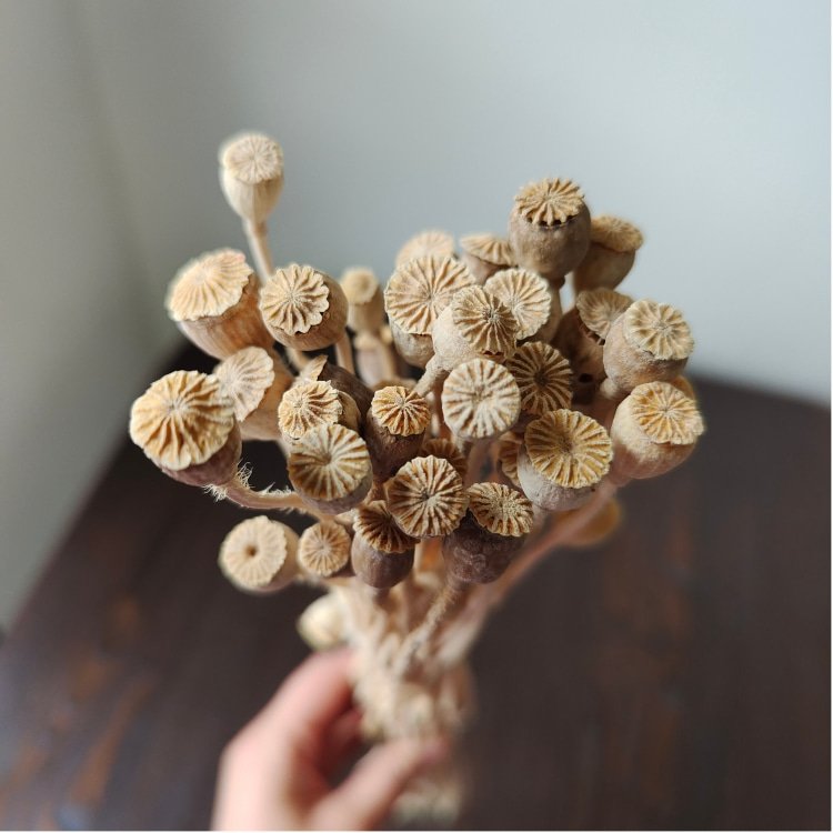 Real Dried Gold and Silver Corn Poppy Flower 40 Grams per Bundle for Home Flower Arrangement and DIY Wedding Decorations