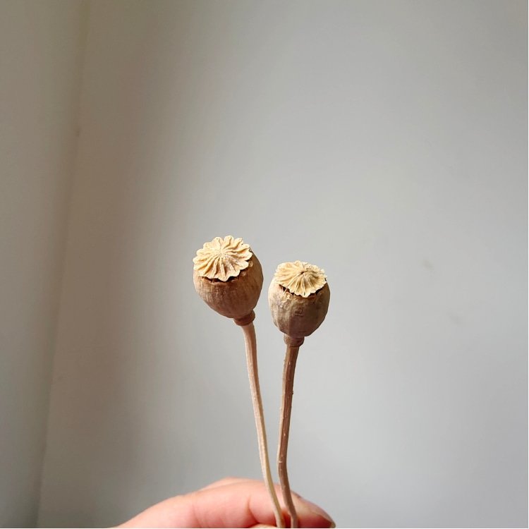 Real Dried Gold and Silver Corn Poppy Flower 40 Grams per Bundle for Home Flower Arrangement and DIY Wedding Decorations