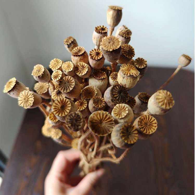 Real Dried Gold and Silver Corn Poppy Flower 40 Grams per Bundle for Home Flower Arrangement and DIY Wedding Decorations