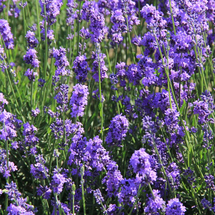 Factory Wholesale Natural Dried French Lavender Buds Bulk High Quality Lavender Flowers