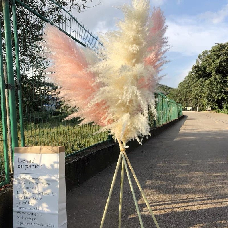 Worldwide popular dried flowers dried big pampas grass for wedding & Party decoration