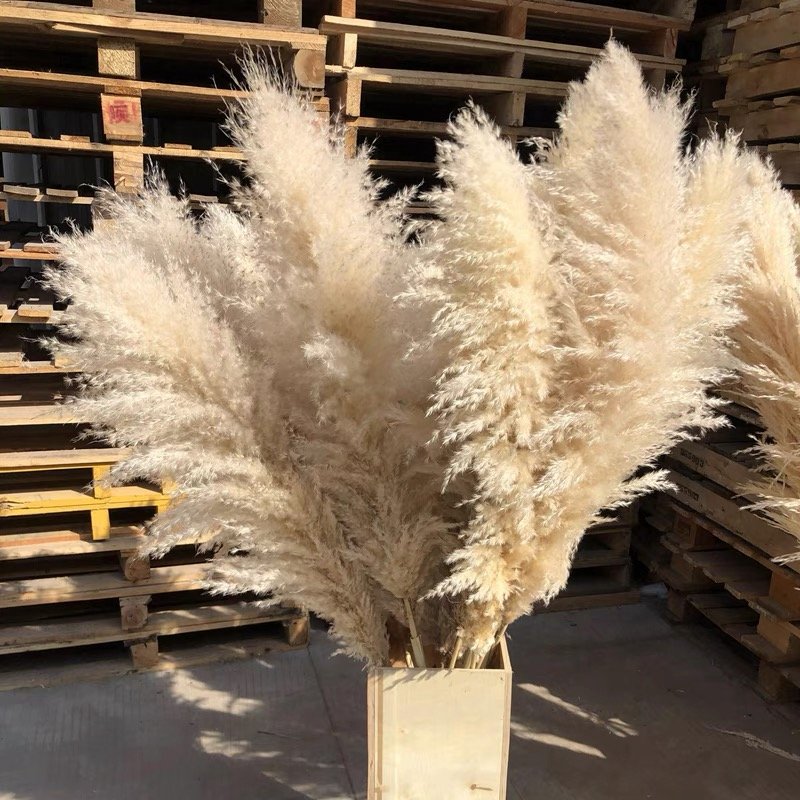 Worldwide popular dried flowers dried big pampas grass for wedding & Party decoration