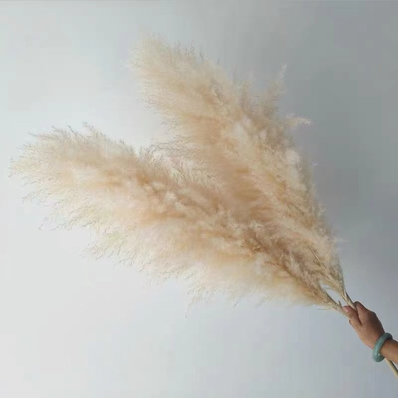 Worldwide popular dried flowers dried big pampas grass for wedding & Party decoration