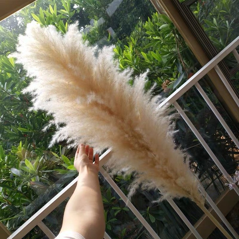 Worldwide popular dried flowers dried big pampas grass for wedding & Party decoration