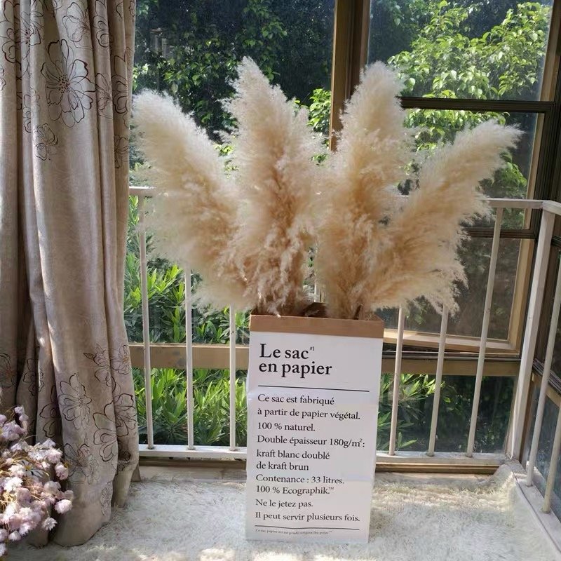 Worldwide popular dried flowers dried big pampas grass for wedding & Party decoration