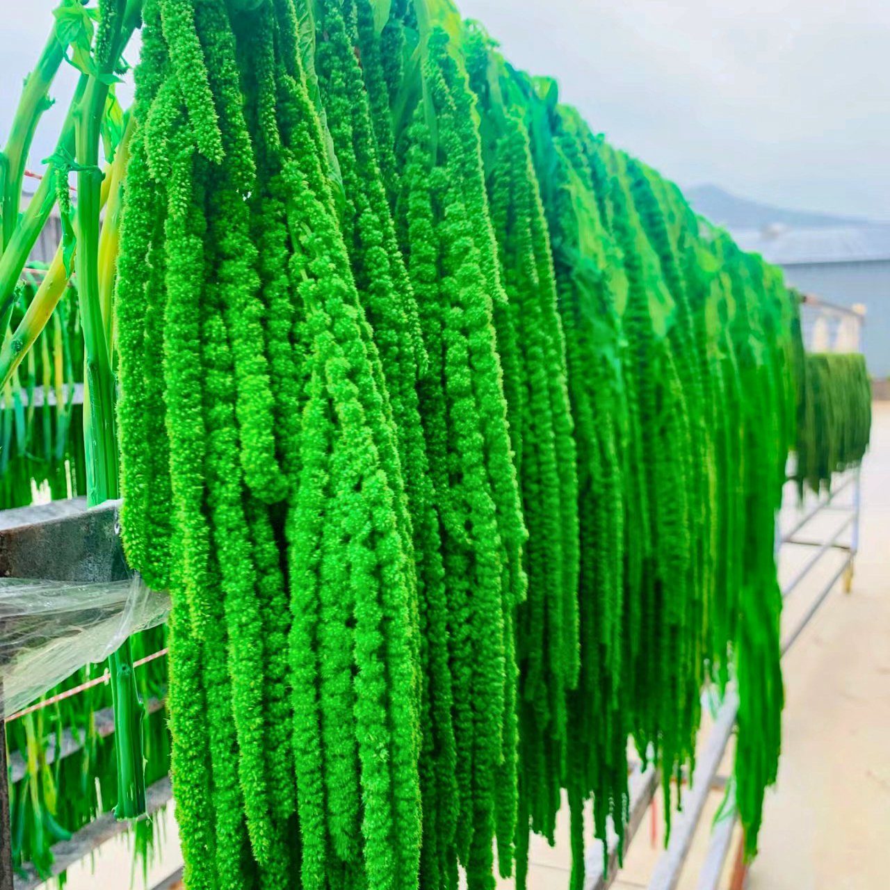 5Pcs Natural Dried Flowers Preserved Wisteria Bleached White Amaranthus Hanging Flowers for Wedding Decor