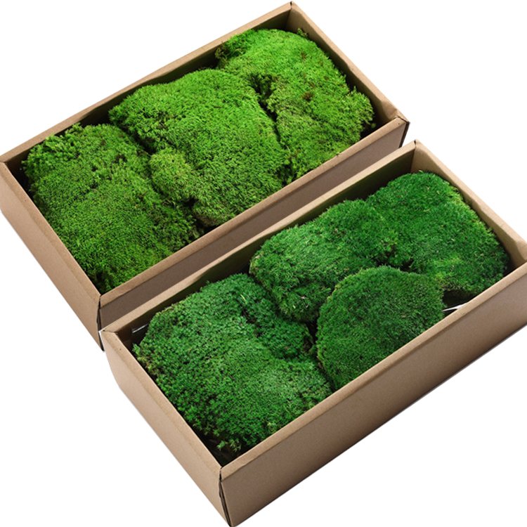 Wholesale Last 5 Years Green Wall Real Natural Stabilized Preserved Decorative Moss Bun Pillow Cushion Pole Moss