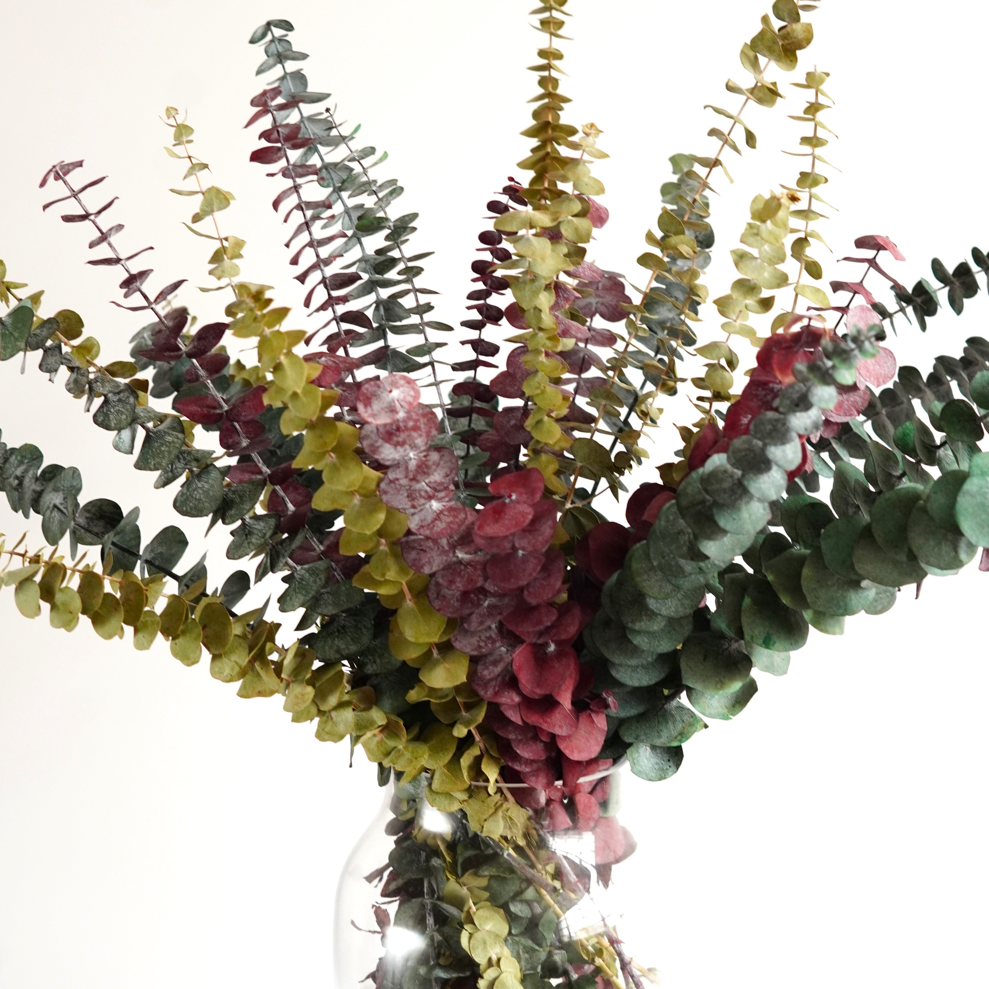 Preserved Eucalyptus Dried Eucalyptus Bunch Home Decor Shower Aesthetic Natural Eucalyptus Leaves