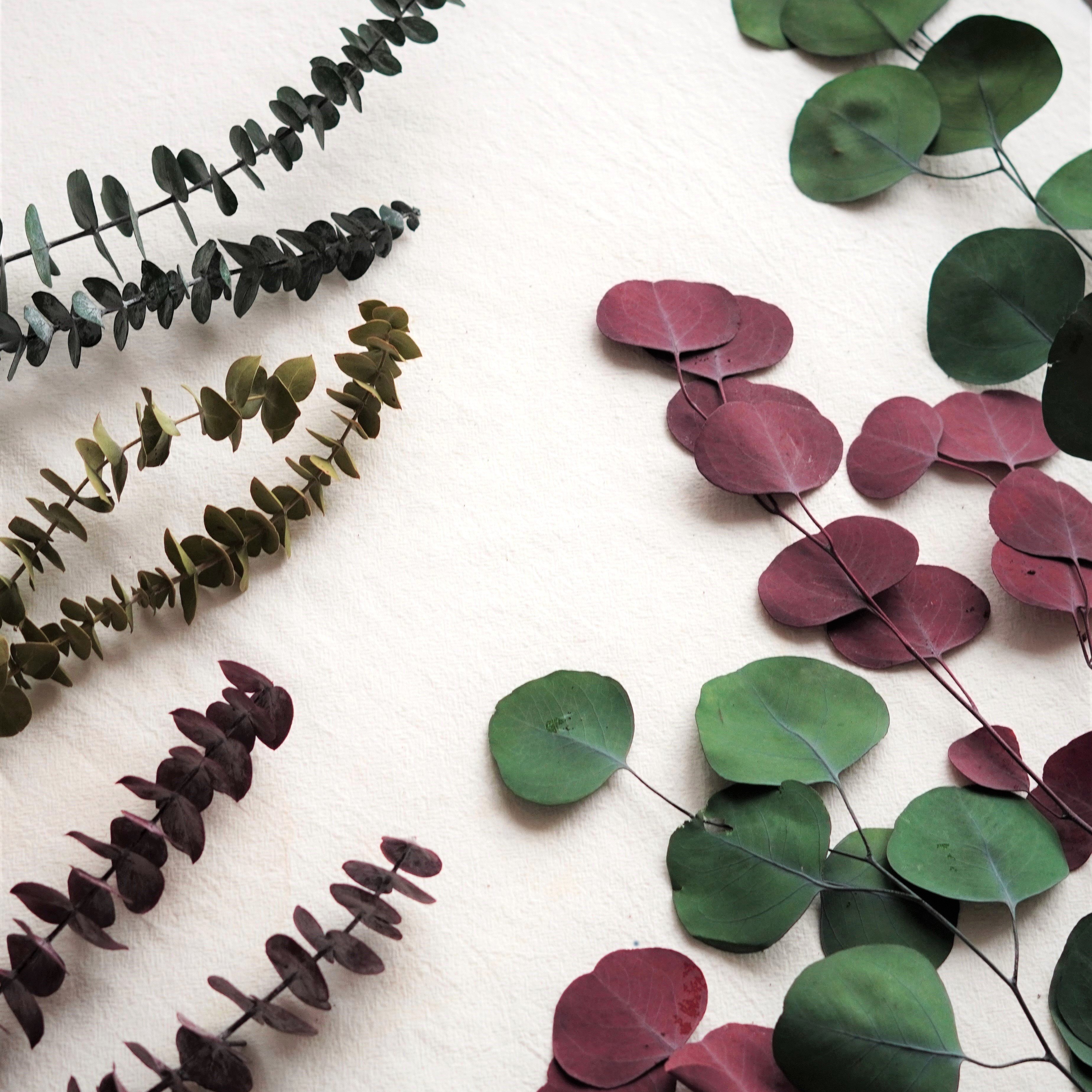 Preserved Eucalyptus Dried Eucalyptus Bunch Home Decor Shower Aesthetic Natural Eucalyptus Leaves