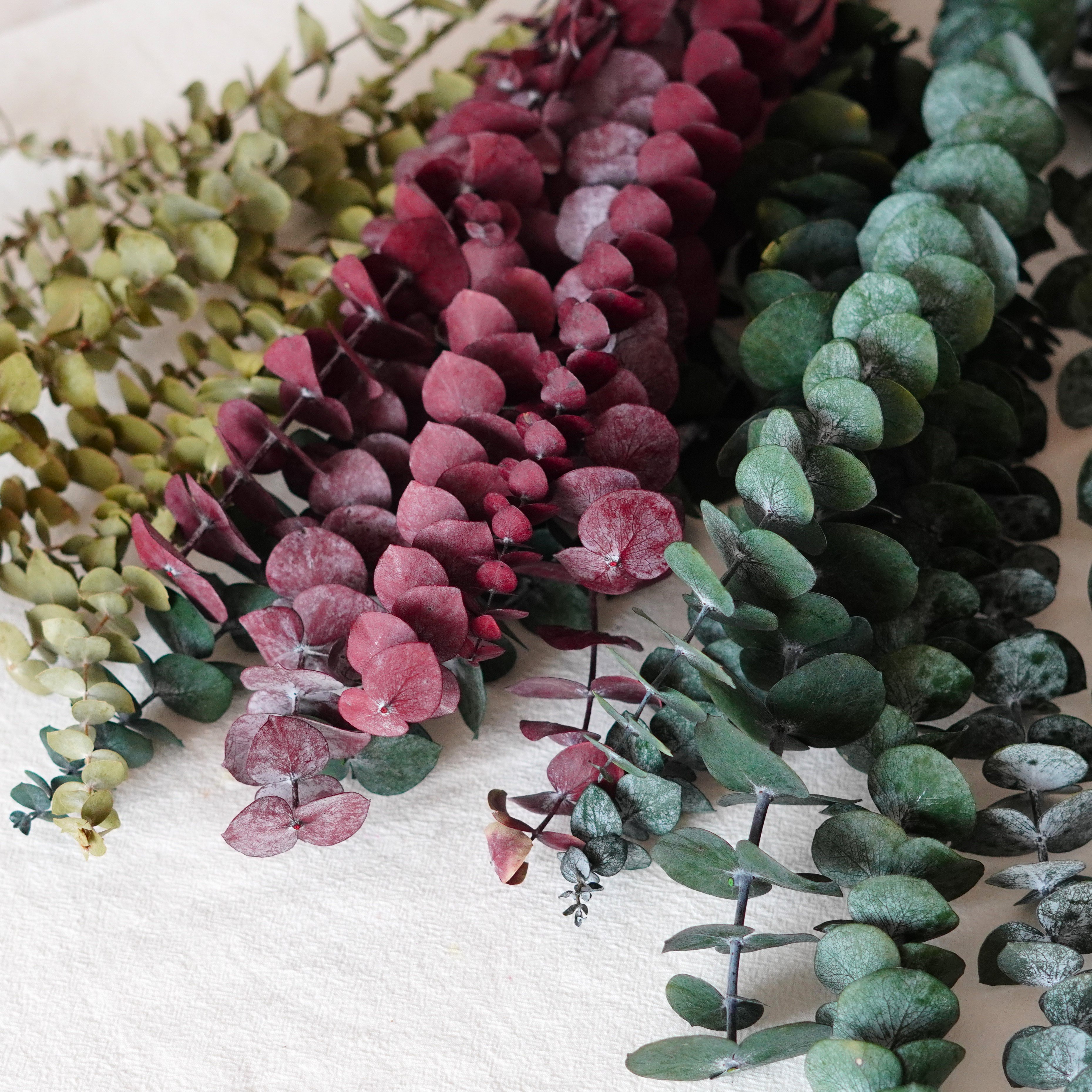 Preserved Eucalyptus Dried Eucalyptus Bunch Home Decor Shower Aesthetic Natural Eucalyptus Leaves