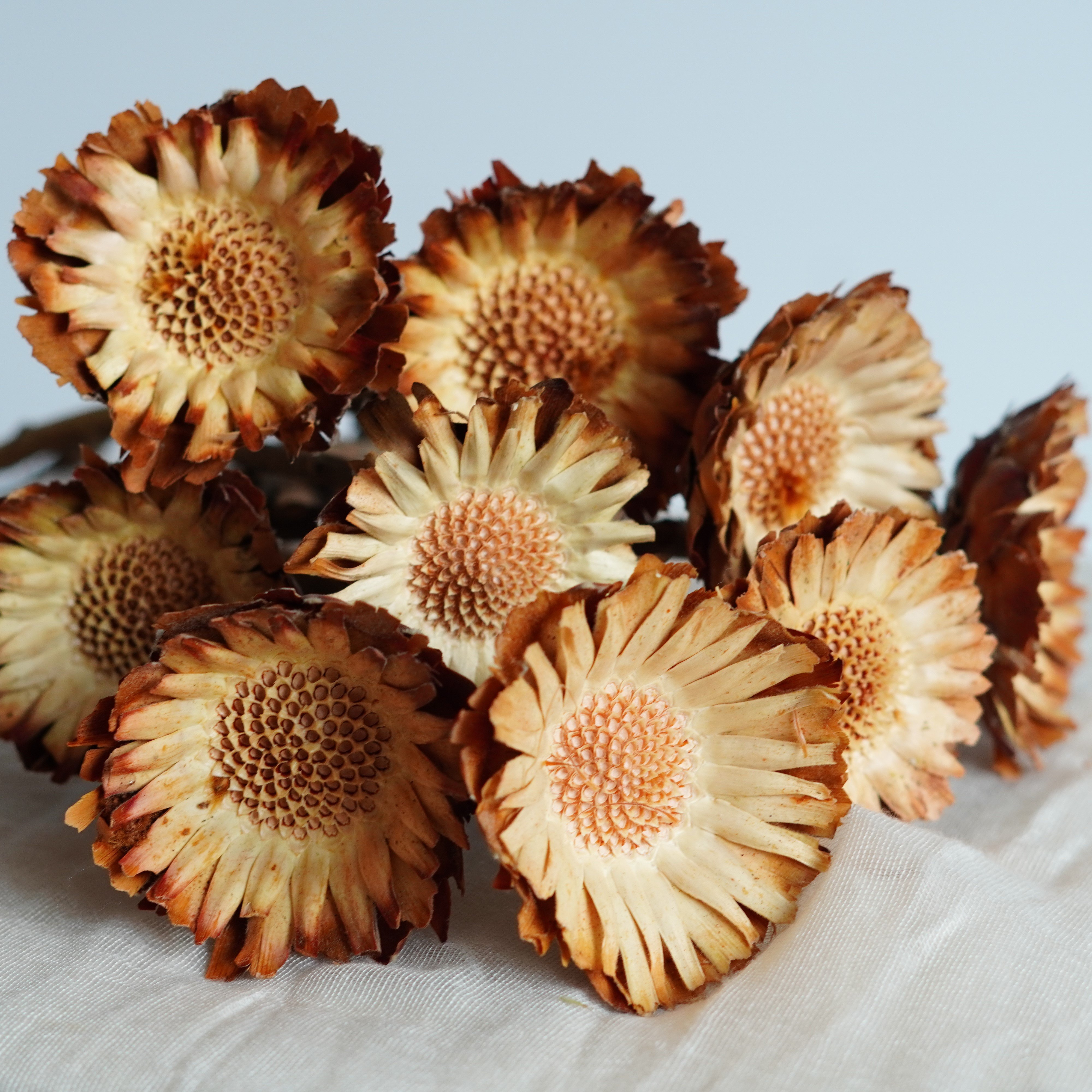 Sunflower dried sun Chrysanthemum Dried Flower