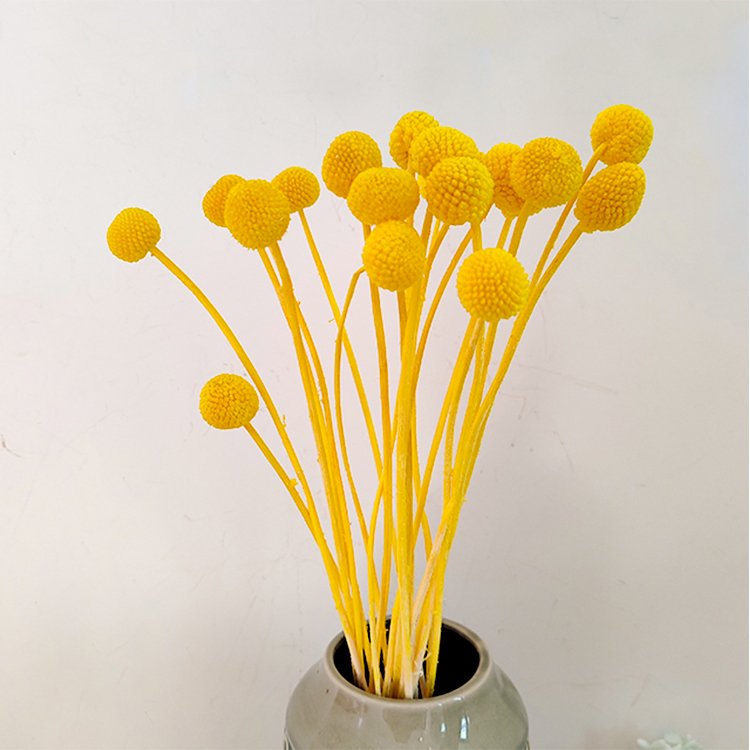 20pcs Natural Dried Flowers for Wedding Home Decor Craspedia Billy Balls in Yellow Floral Bouquet Preserved Plants & Flowers