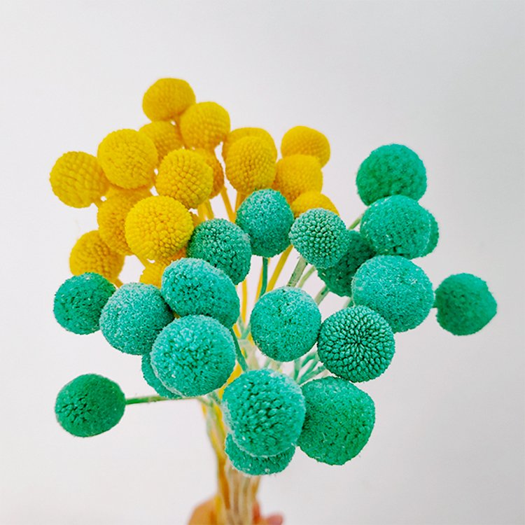 20pcs Natural Dried Flowers for Wedding Home Decor Craspedia Billy Balls in Yellow Floral Bouquet Preserved Plants & Flowers