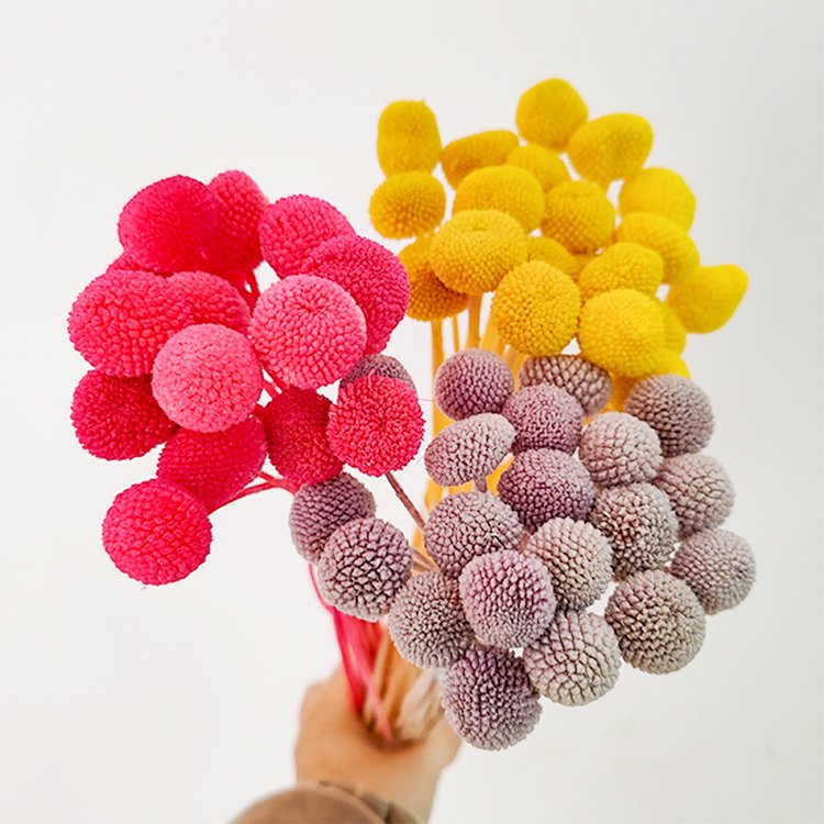 20pcs Natural Dried Flowers for Wedding Home Decor Craspedia Billy Balls in Yellow Floral Bouquet Preserved Plants & Flowers