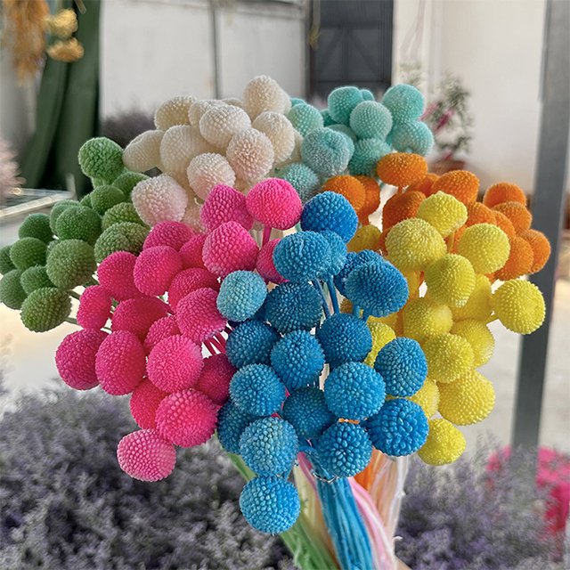 20pcs Natural Dried Flowers for Wedding Home Decor Craspedia Billy Balls in Yellow Floral Bouquet Preserved Plants & Flowers