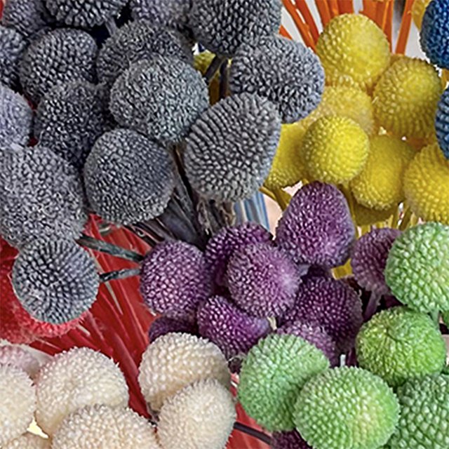 20pcs Natural Dried Flowers for Wedding Home Decor Craspedia Billy Balls in Yellow Floral Bouquet Preserved Plants & Flowers