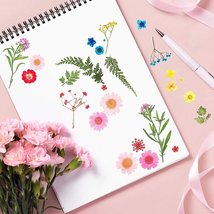 Real Dried Pressed Flowers Leaves Natural Pressed Chrysanthemum Daisy Flowers with Tweezers for Scrapbooking DIY Candle