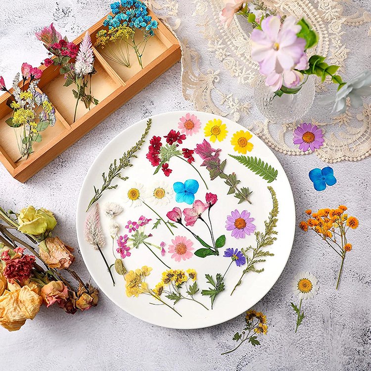 Real Dried Pressed Flowers Leaves Natural Pressed Chrysanthemum Daisy Flowers with Tweezers for Scrapbooking DIY Candle