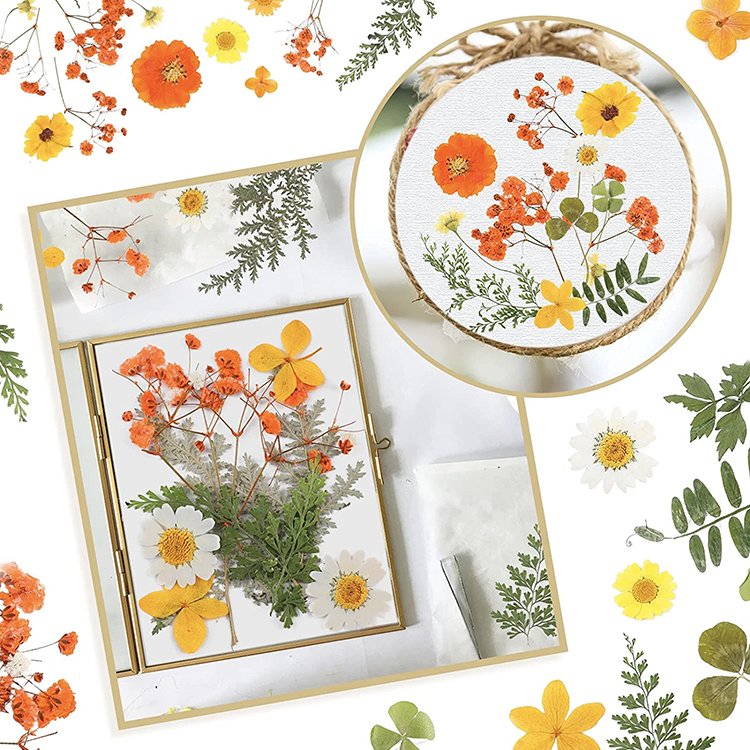 Real Dried Pressed Flowers Leaves Natural Pressed Chrysanthemum Daisy Flowers with Tweezers for Scrapbooking DIY Candle