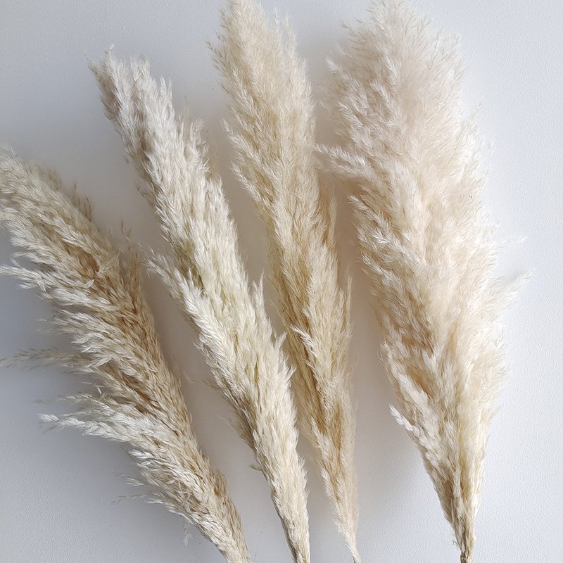 Colorful pampas grass long pampas dried flowers for home and wedding decoration