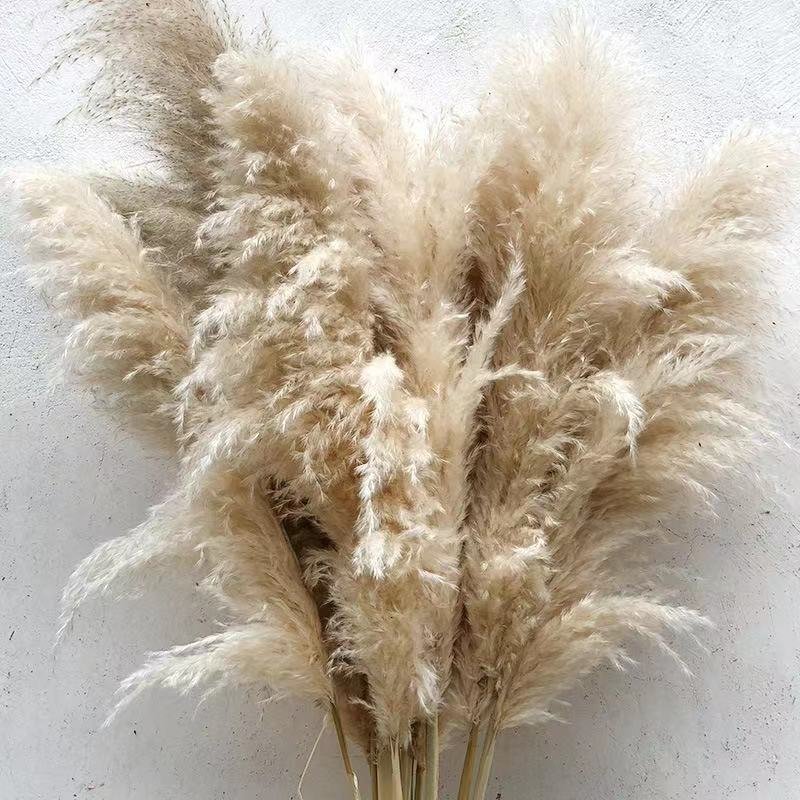 Colorful pampas grass long pampas dried flowers for home and wedding decoration