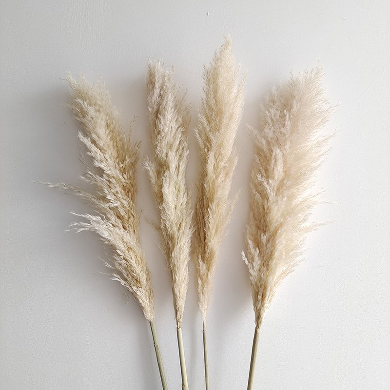 Colorful pampas grass long pampas dried flowers for home and wedding decoration