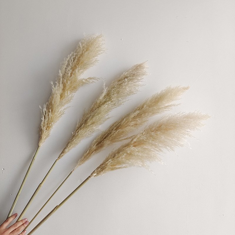 Colorful pampas grass long pampas dried flowers for home and wedding decoration