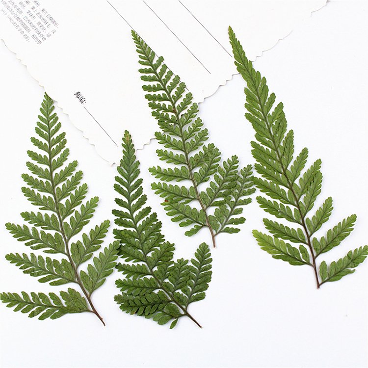 I634 Wolf's Tail Fern Natural Dried Flowers and Leaves Real Growing Leaves for Decorations