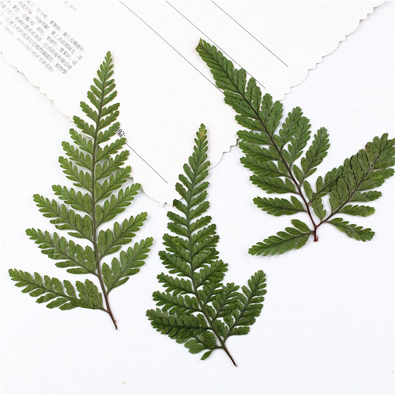 I634 Wolf's Tail Fern Natural Dried Flowers and Leaves Real Growing Leaves for Decorations