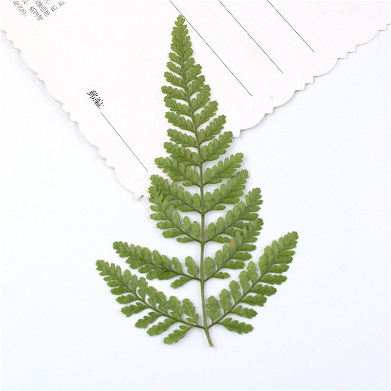 I634 Wolf's Tail Fern Natural Dried Flowers and Leaves Real Growing Leaves for Decorations