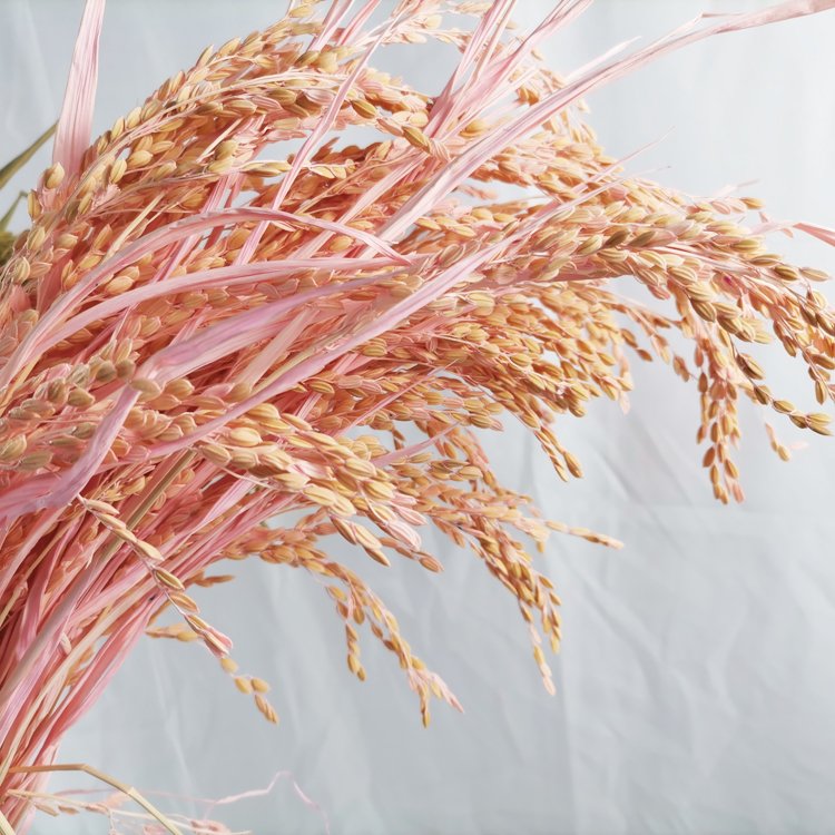 sumflora Chinese supplier Wrapping Dried Flower Bouquets wedding supplies decorations dried flowers rice