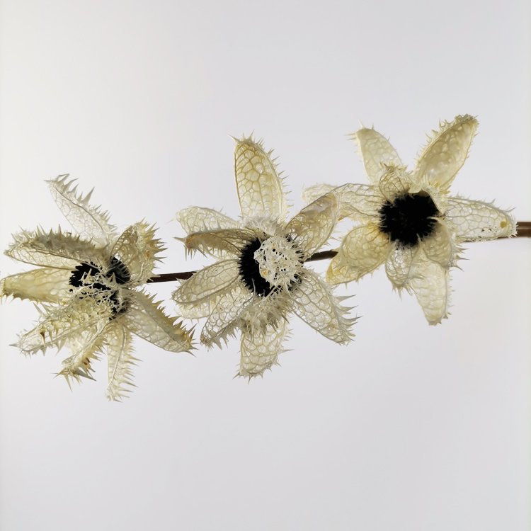 Sumflora China Handmade combination flower hanging new products decoration flower dried flowers thorn roses