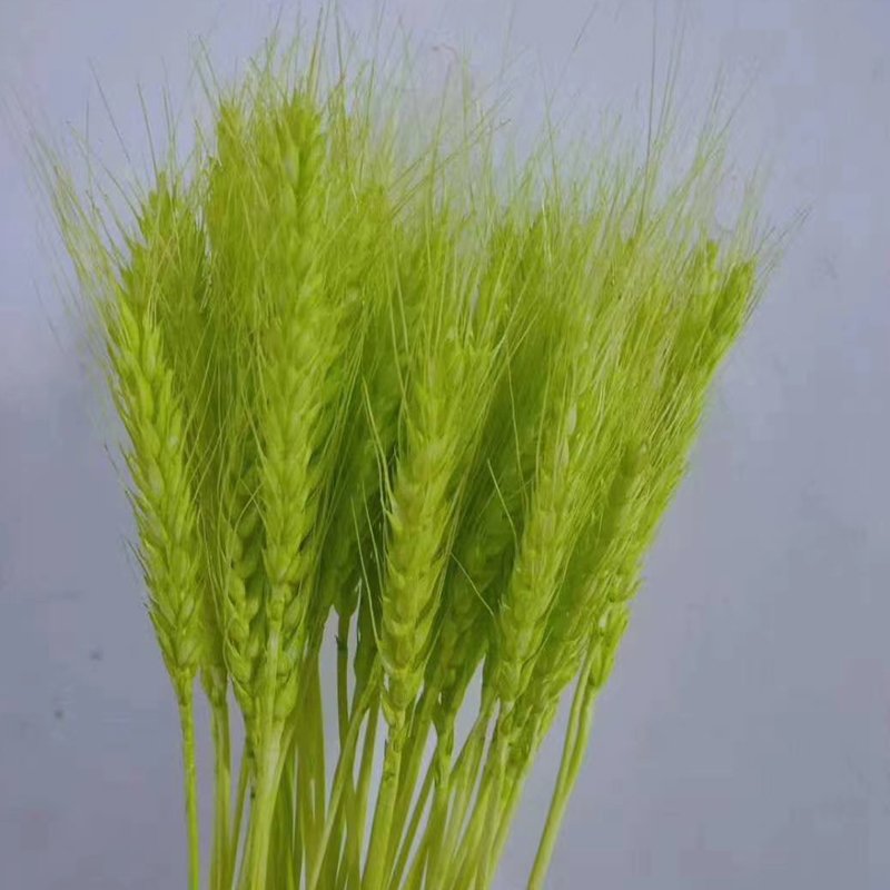 Factory supply natural dried flowers straw grass dried wheat flowers for home decoration