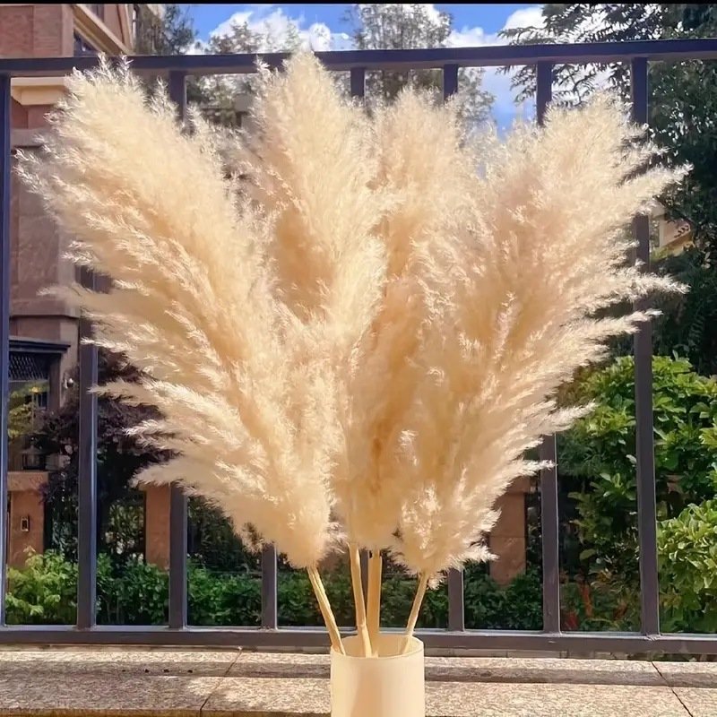 Factory direct selling Natural Dried Flowers Large Plume Beige Pampas grass for home wedding flowers for wedding decoration