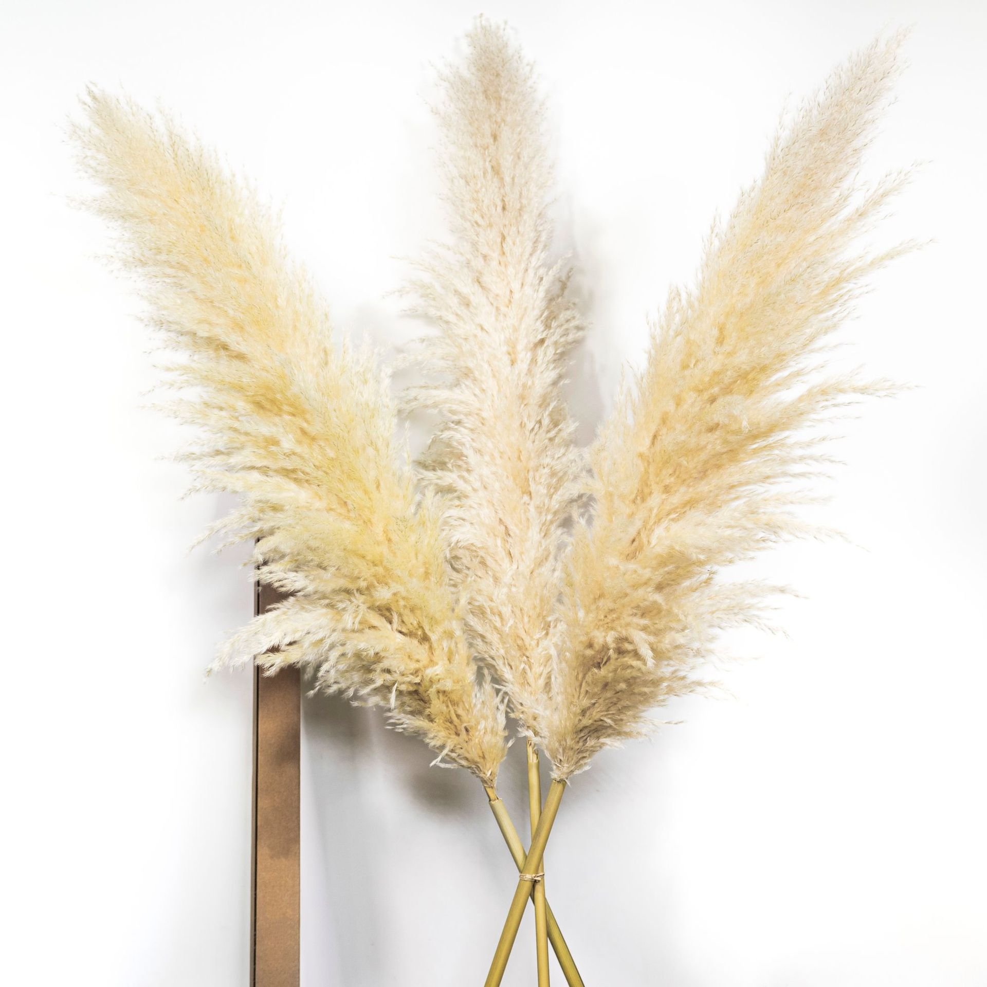 Factory direct selling Natural Dried Flowers Large Plume Beige Pampas grass for home wedding flowers for wedding decoration