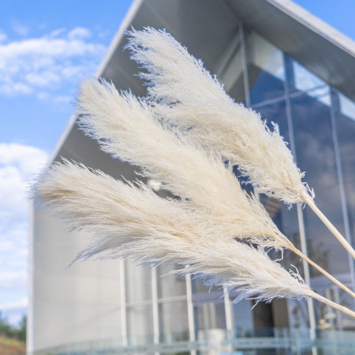 Factory direct selling Natural Dried Flowers Large Plume Beige Pampas grass for home wedding flowers for wedding decoration