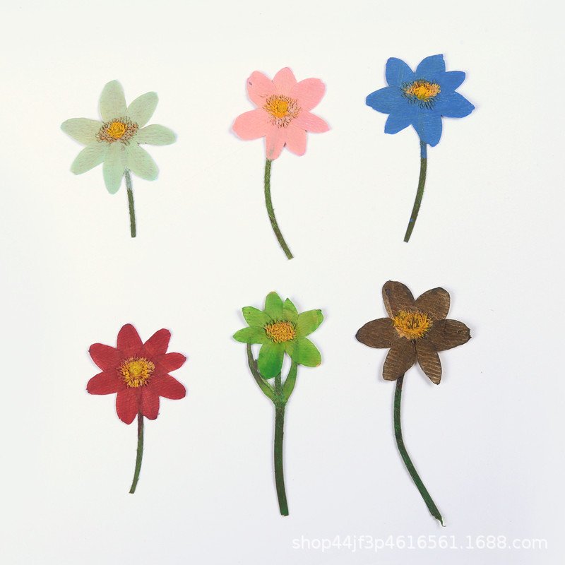 Primula malacoides craft decoration real natural dry dried pressed flowers and plants for DIY Resin