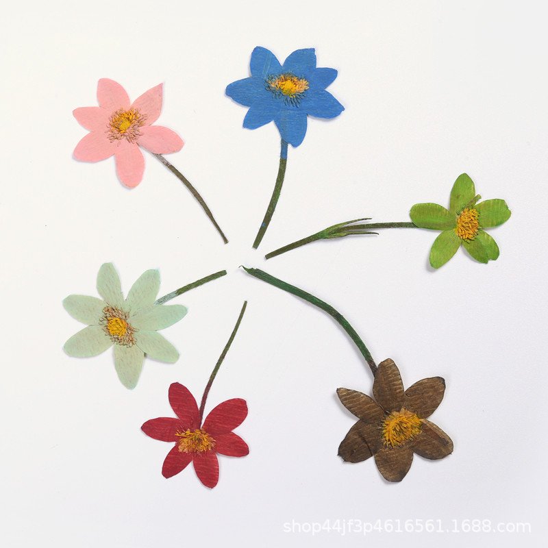 Primula malacoides craft decoration real natural dry dried pressed flowers and plants for DIY Resin