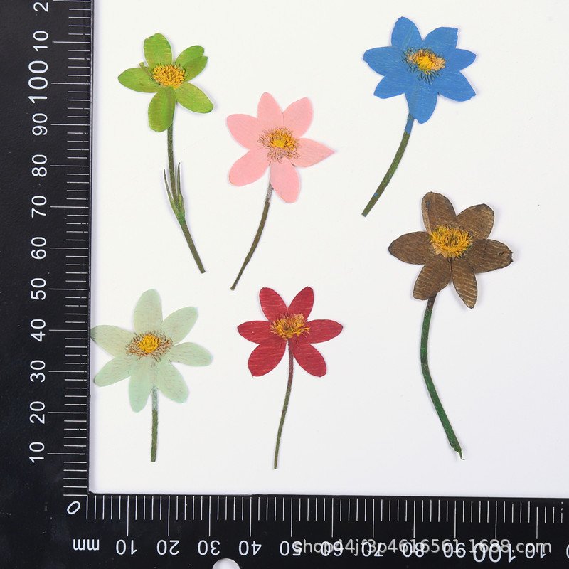 Primula malacoides craft decoration real natural dry dried pressed flowers and plants for DIY Resin