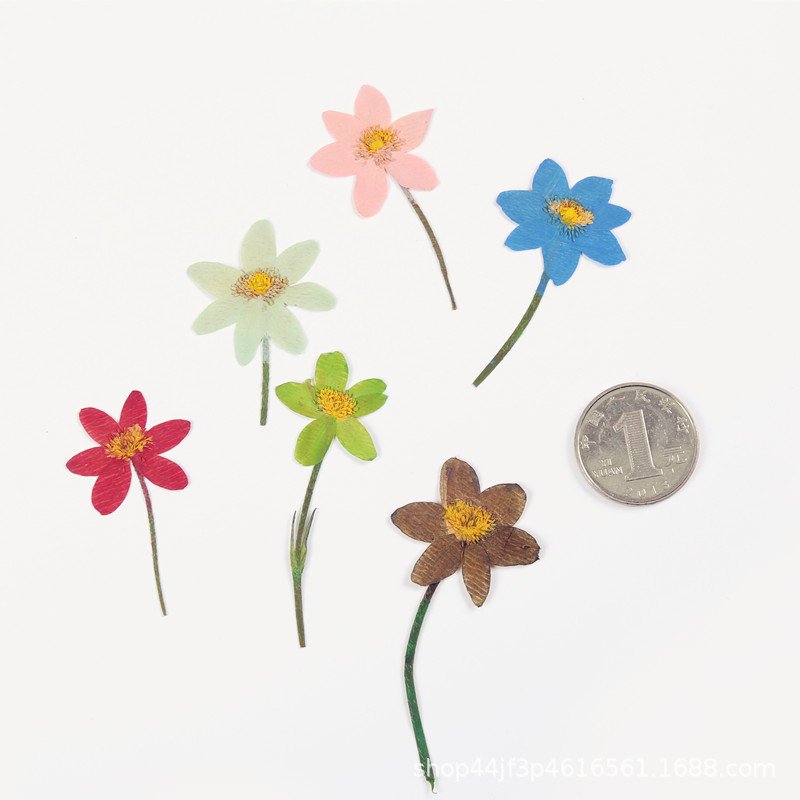 Primula malacoides craft decoration real natural dry dried pressed flowers and plants for DIY Resin