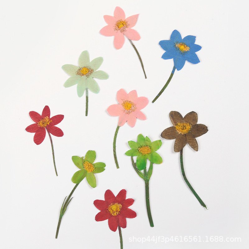 Primula malacoides craft decoration real natural dry dried pressed flowers and plants for DIY Resin