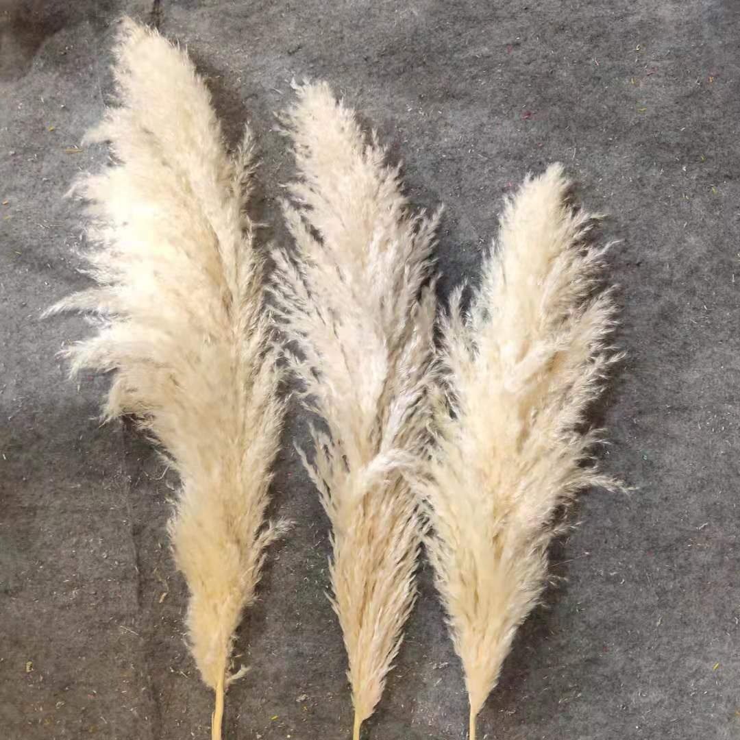Ama zon Top Seller Decoration Dried Flowers Artificial Pampas Grass